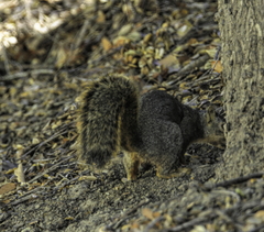 Sciurus niger