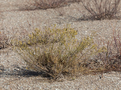Gutierrezia californica