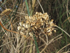 Silphiodaucus hispidus