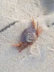 Polybius henslowii