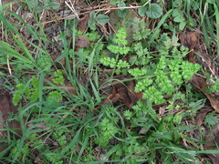 Silphiodaucus hispidus