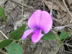 Austrodolichos errabundus