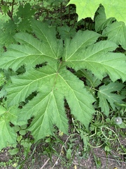 Heracleum sosnowskyi