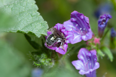 Lasioglossum viride
