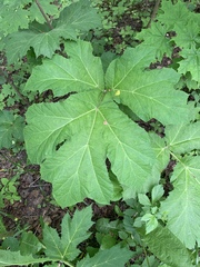 Heracleum sosnowskyi