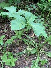 Heracleum sosnowskyi