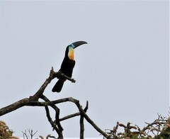 Ramphastos vitellinus