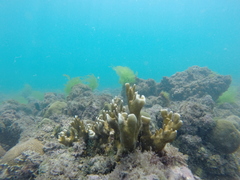 Millepora alcicornis