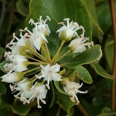 Aegiceras corniculatum