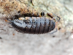 Porcellionides rufocinctus