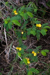 Chamaecrista glandulosa