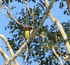 Pteroglossus viridis