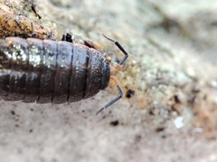 Porcellionides rufocinctus