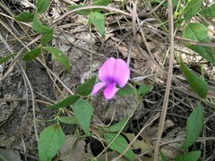 Austrodolichos errabundus