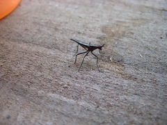 Neriidae