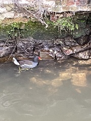 Gallinula chloropus