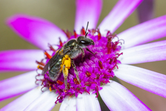 Lasioglossum viride