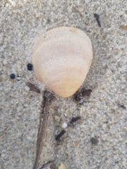 Laevicardium crassum