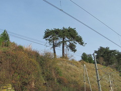 Pinus brutia