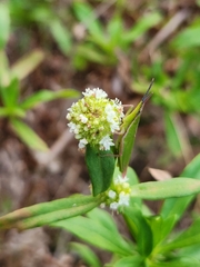 Spermacoce verticillata