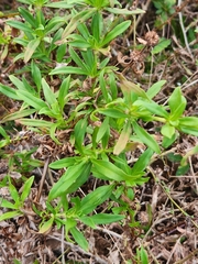 Spermacoce verticillata