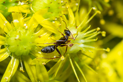 Camponotus feae