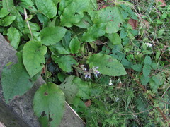 Trachystemon orientalis