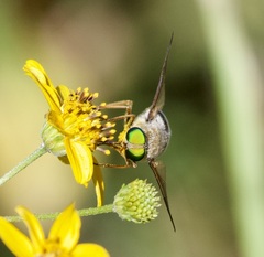 Esenbeckia