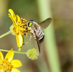 Esenbeckia