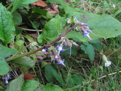 Trachystemon orientalis
