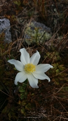 Pulsatilla