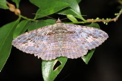 Anisoneura