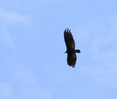 Cathartes melambrotus