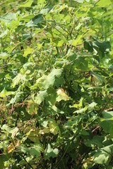 Xanthium strumarium canadense