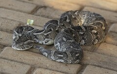 Bitis arietans arietans