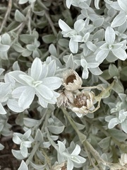 Syncarpha argyropsis