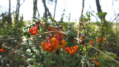 Berberis darwinii