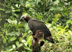 Cathartes melambrotus