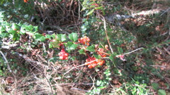 Berberis darwinii