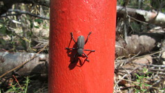 Aegorhinus suturalis