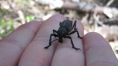 Aegorhinus suturalis