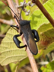 Anoplocnemis curvipes