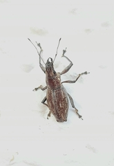 Naupactus xanthographus