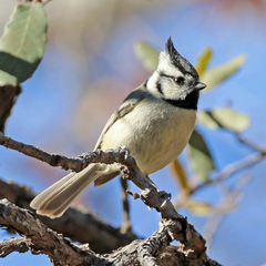 Baeolophus wollweberi