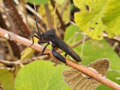 Anoplocnemis curvipes