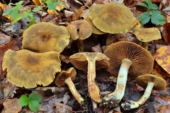 Cortinarius melanotus