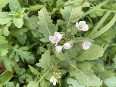 Diplotaxis erucoides