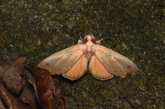 Gangarides vardena