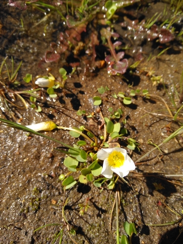 Image of Oxalis dregei by (c) Brian du Preez, some rights reserved (CC BY-SA)