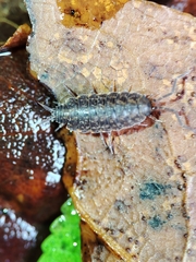 Porcellionides cingendus